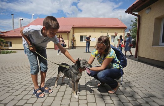 У Львові рахуватимуть безпритульних собак