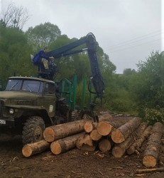 У Старосамбірському районі на Львівщині правоохоронці виявили незаконно зрізані дерева цінних порід