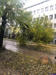 У Львові через зламане дерево зупинився рух трьох трамвайних маршрутів