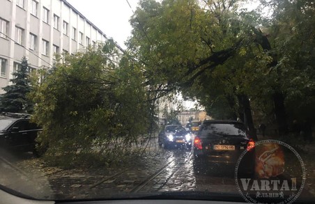 У Львові через зламане дерево зупинився рух трьох трамвайних маршрутів