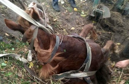 На Львівщині в селі Любеля рятувальники витягнули коня, який впав у каналізаційний колодязь
