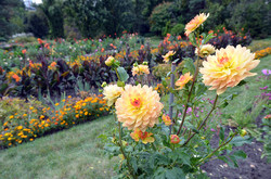 Жоржини, канни, хризантеми: ботанічний сад ЛНУ показав осінню палітру квіток (ФОТО)