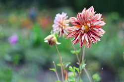 Жоржини, канни, хризантеми: ботанічний сад ЛНУ показав осінню палітру квіток (ФОТО)