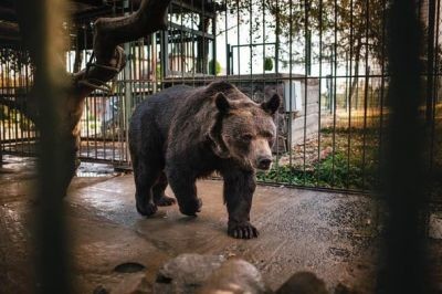 У ведмежий притулок "Домажир" під Львовом привезли ведмедя, з якого знущалися у готельному комплексі