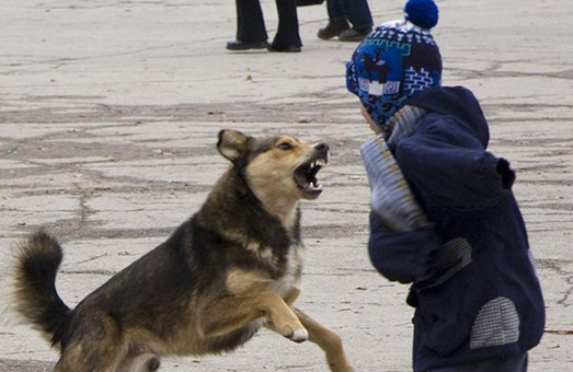 У Зимній Воді біля Львова собака напав на дворічного малюка