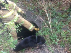 Рятувальники Львівщини сьогодні врятували двох собак