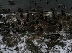 У Львові на Піскових озерах залишилися зимувати качки