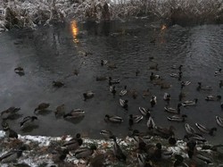 У Львові на Піскових озерах залишилися зимувати качки