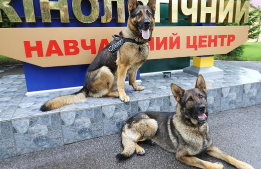 На Львівщині через тендер у «Prozorro» купили 16 собак