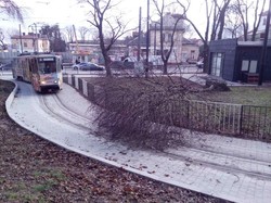 У Львові на трамвайні колії впало дерево – «двійка» курсує на Погулянку