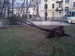 У Львові на трамвайні колії впало дерево – «двійка» курсує на Погулянку