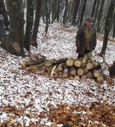 У львівському парку Погулянка дерева пиляють на дрова