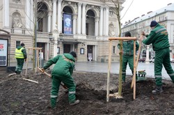 На площі перед львівською Оперою висадили 8 платанів