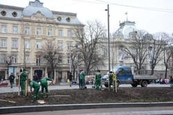 На площі перед львівською Оперою висадили 8 платанів