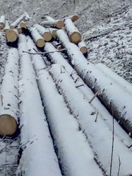 Побиття, тортури і знущання: «чорні лісоруби» царюють у лісах Львівщини (ВІДЕО)