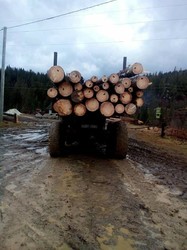 Побиття, тортури і знущання: «чорні лісоруби» царюють у лісах Львівщини (ВІДЕО)