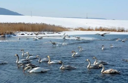 Диких лебедів, що залишилися зимувати на Львівщині, не можна годувати хлібом