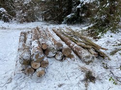 Правоохоронці повідомили підозру мешканцю Львівщини, який незаконно вирубував дерева у регіональному ландшафтному парку «Надсяння»