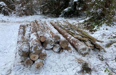 Правоохоронці повідомили підозру мешканцю Львівщини, який незаконно вирубував дерева у регіональному ландшафтному парку «Надсяння»