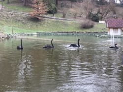 У Львові на ставок у Стрийському парку повернулися лебеді (ФОТО)