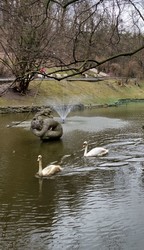 У Львові на ставок у Стрийському парку повернулися лебеді (ФОТО)