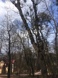 У центрі Львова в парку Костюшка омела «з’їдає» дерева