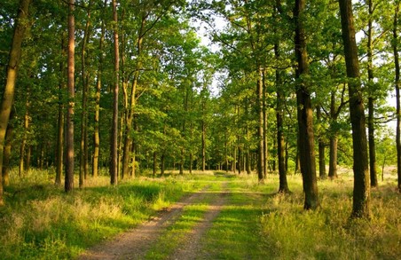 На Ковельщині заборонили відвідування лісових масивів та в'їзд у них