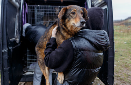 Ужгород приймає тварин-біженців із Київщини