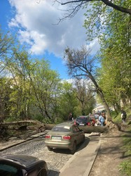 У Львові на вул. Шота Руставелі впало дерево