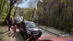 У Львові на вул. Шота Руставелі впало дерево