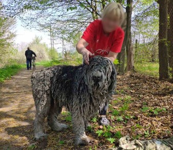 У Брюховичах біля Львова рятувальники витягнули собаку із каналізаційного колектора