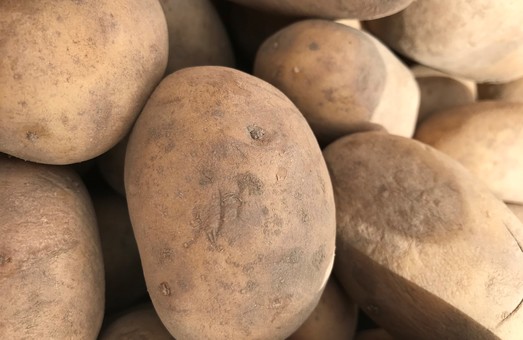 В Україні очікують гарного урожаю картоплі