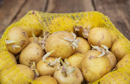 Львівщина отримала 15 тисяч тонн насіннєвої картоплі для 300 домогосподарств
