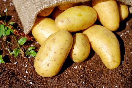 У Львівській області завершили садити картоплю