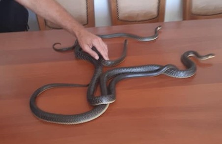 На Львівщині біля колишнього дитсадка знайшли півтораметрову змію